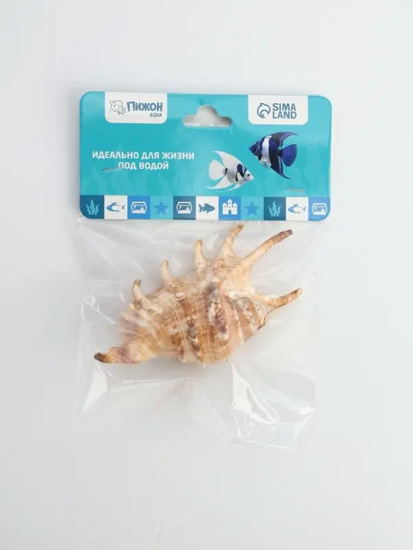 Ракушка декоративная, 7-11 см