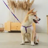 Комплект Super Dog, шлейка 26-39 см, поводок 120х1 см