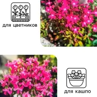 Семена цветов лобелия «Розамунда», 5 шт. Семена цветов лобелия «Розамунда», 5 шт.