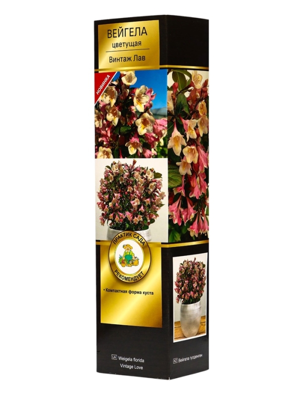 Вейгела цветущая Люкс «Винтаж Лав», саженец, туба, 1 шт. Вейгела цветущая Люкс «Винтаж Лав», саженец, туба, 1 шт.