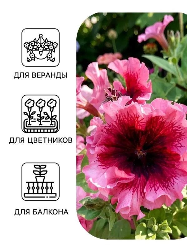 Семена цветов Петуния превосходнейшая &laquo;Розовая&raquo; 10 шт.