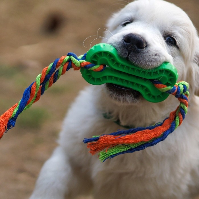Игрушка жевательная с канатом, 11 х 5,5 см, зелёная Игрушка жевательная с канатом, 11 х 5,5 см, зелёная