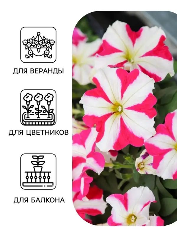 Семена цветов Петуния &laquo;Фристайл&raquo; кнайт стар, F1, 7 шт., &laquo;АЭЛИТА&raquo;