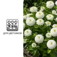 Семена цветов Цинния &laquo;Полярный медведь&raquo;, 0.3 г
