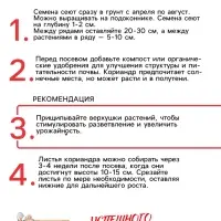 Семена Кориандр "Бородинский", 5 г