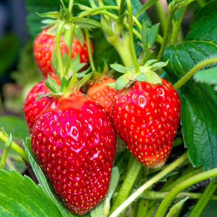 Рассада Земляники круноплодной (клубники) ФРИГО Фэйт (Faith) A (9-15 мм), P9 Горшок Рассада Земляники круноплодной (клубники) ФРИГО Фэйт (Faith) A (9-15 мм), P9 Горшок