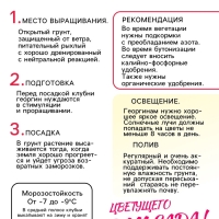 Георгина Бахромчатая SAKURA FUBUKI, клубелуковица в упаковке, р-р I, 1 шт.