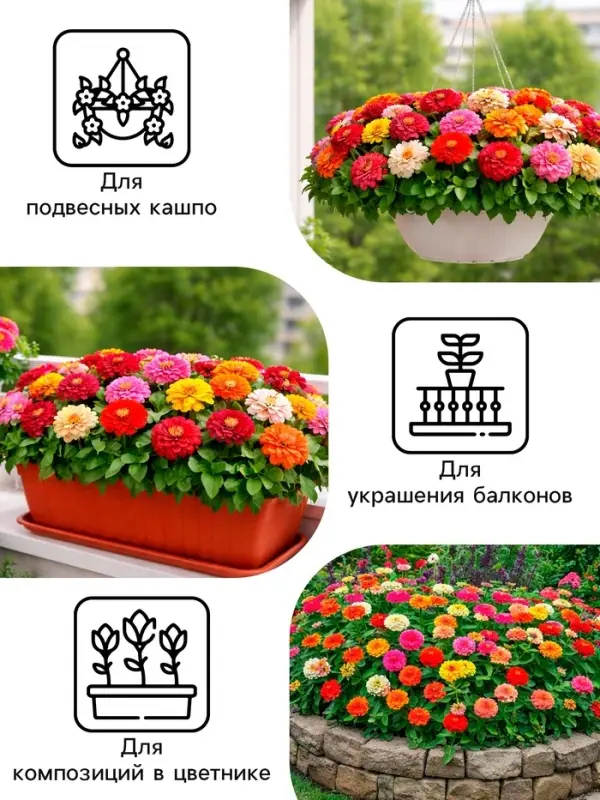 Семена цветов Цинния &laquo;Дюймовочка&raquo;, 0.2 г, &laquo;Рецепты дедушки Никиты&raquo;