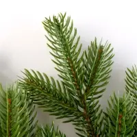 Еловая ветка зелёная, размер: 47 &times; 31 см, 1 шт.