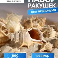 Набор ракушек Мурекс Трапа, 100 г