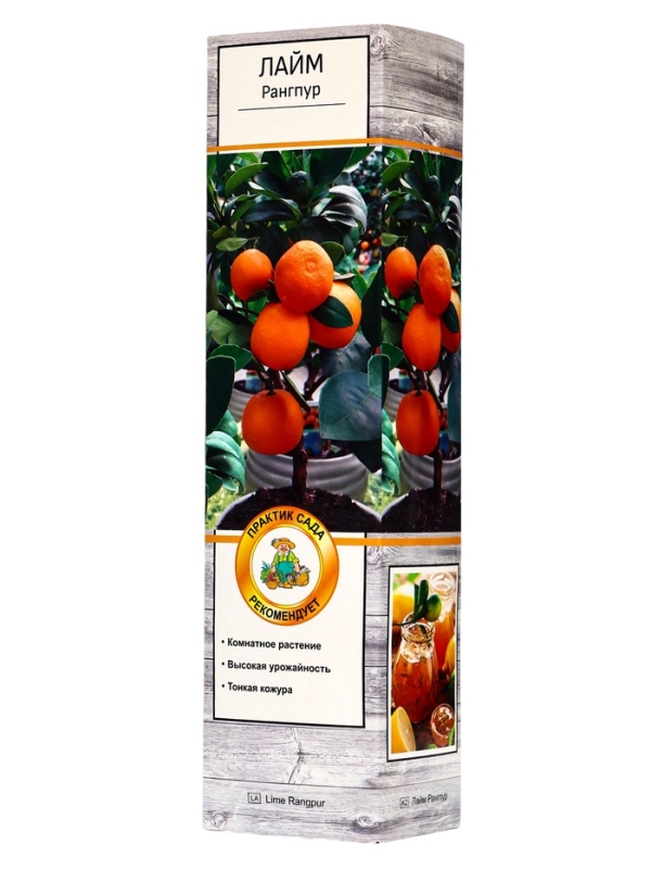 Цитрус Цитрус "Лайм Рангпур", туба, 1 шт, Весна 2025