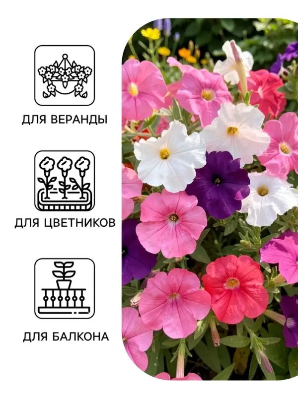 Семена цветов Петуния &laquo;Изи вейв&raquo;, F1, смесь сортов, драже, PanAmerican Seed, 4 шт., &laquo;Агрофирма АЭЛИТА&raquo;