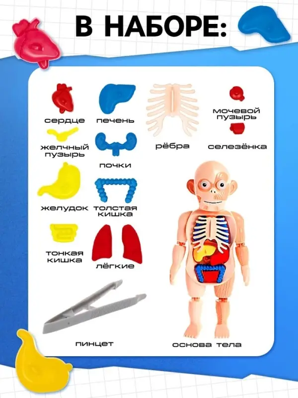 Набор для опытов &laquo;Мое удивительное тело&raquo;