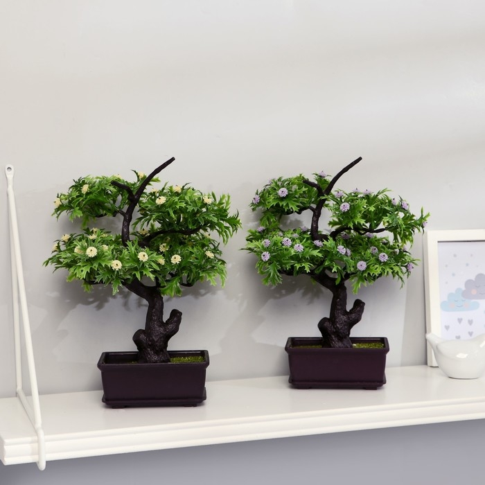 Бонсай Бонсай "Азорелла" 12х28 см, микс