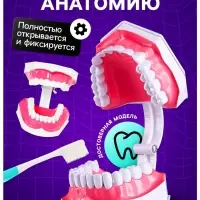 Набор для опытов &laquo;Анатомия&raquo;, челюсть человека