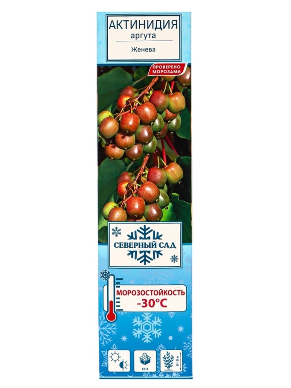 Актинидия аргута (Серия Северный сад) «Женева », саженец,1 шт., туба Актинидия аргута (Серия Северный сад) «Женева », саженец,1 шт., туба