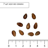 Семена Арбуз &laquo;Мармеладный&raquo;, 7 шт., &laquo;Сибирский сад&raquo;