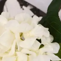Цветы искусственные &laquo;Гортензия элит&raquo;, h=50 см, d=18 см, белые