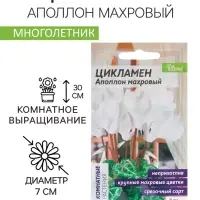 Семена комнатных цветов Цикламен &laquo;Аполлон&raquo;, 3 шт., &laquo;Семена Алтая&raquo;
