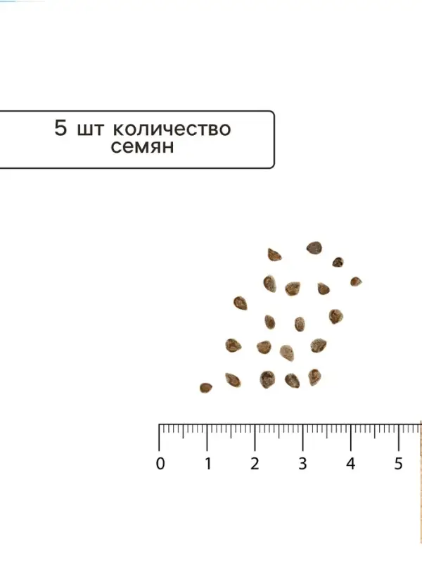 Семена Томат &laquo;Пень&raquo;, полудетерминантный, низкорослый, F1, 5 шт., &laquo;Семена Алтая&raquo;