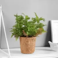 Искусственный цветок в горшке &laquo;Папоротниковидный уил&raquo;, 8&times;22 см, МИКС