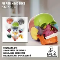 Анатомическая модель &laquo;Макет черепа человека&raquo;, разборный, цветной, 14&times;10&times;11 см