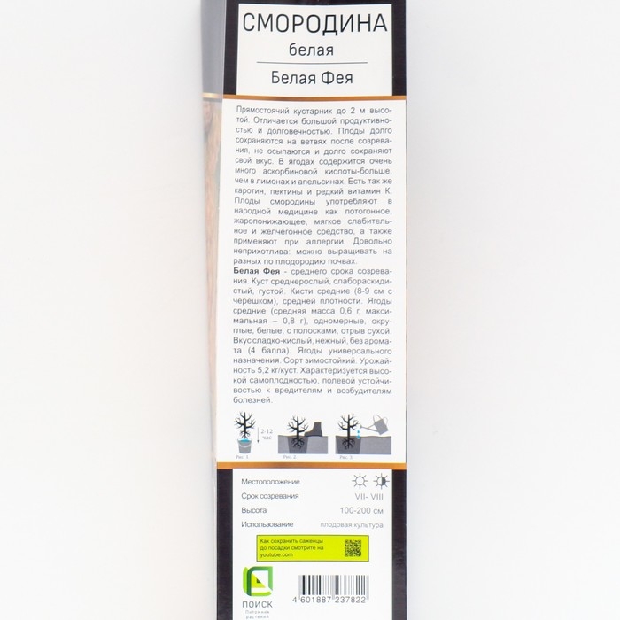 Смородина белая «Белая Фея», перспективные сорта, саженец, 1 шт., туба Смородина белая «Белая Фея», перспективные сорта, саженец, 1 шт., туба