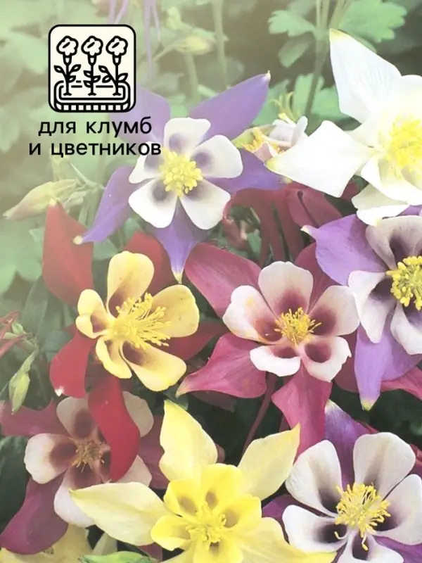 Семена Аквилегия Бидермайер 0.1г* Семена Аквилегия Бидермайер 0.1г*