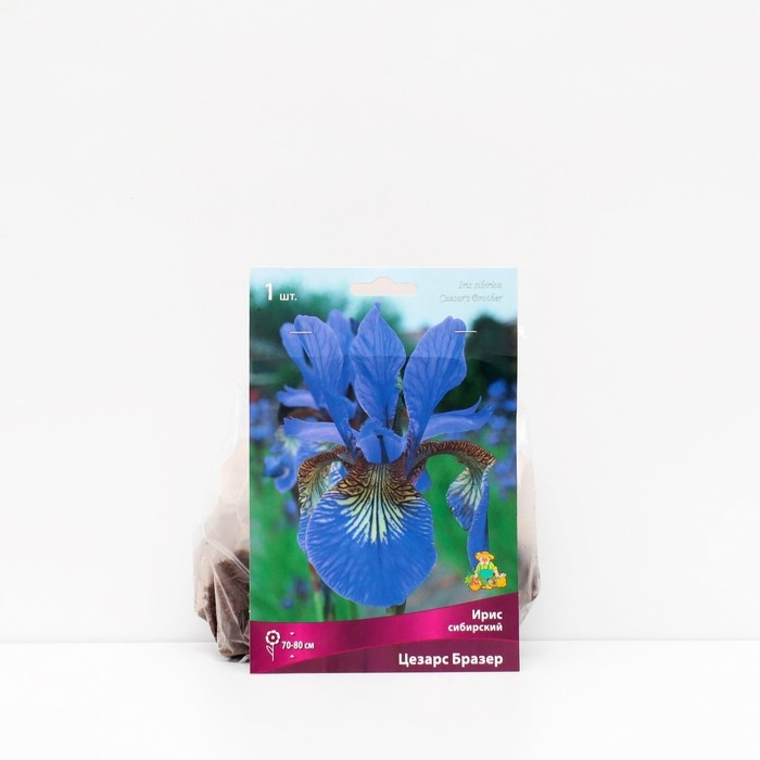Ирис сибирский Ирис сибирский "Цезарс Бразе", 1 шт, р-р I, Весна 2025