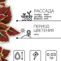 Семена цветов Колеус &laquo;Радуга - Фестиваль танца&raquo;, F1, 10 шт., &laquo;Престиж семена&raquo;