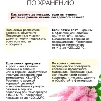 Астильба Арендса Weisse Gloria многолетник, корневище в торфогрунте, р-р II, 2 шт.