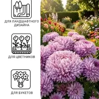 Семена цветов Астра &laquo;Леди Корал лавандовая&raquo;, однолетняя, 0.05 г, &laquo;Гавриш&raquo;