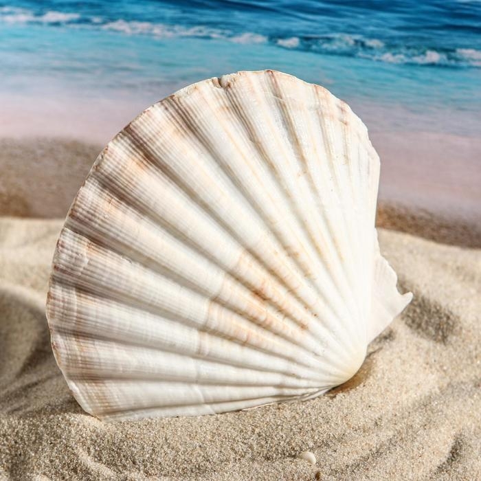 Ракушка декоративная Гребешок, 10-12 см Ракушка декоративная Гребешок, 10-12 см