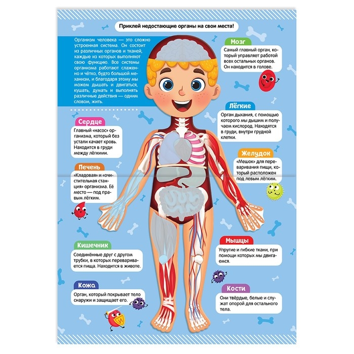 Наклейки «Как устроено моё тело», 16 стр. Наклейки «Как устроено моё тело», 16 стр.
