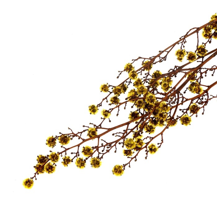 Сухие цветы «Молочай Миля», 25 г, длина — 70 см, цвет жёлтый Сухие цветы «Молочай Миля», 25 г, длина — 70 см, цвет жёлтый