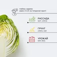 Семена Капуста пекинская &laquo;Бокал&raquo;, 0.3 г, &laquo;Аэлита&raquo;