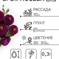 Семена цветов Цинния "Фиолетовая фея", ц/п,  0,3 г