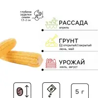 Семена Кукуруза &laquo;Медовая сахарная&raquo;, 5 г, &laquo;Золотая Сотка Алтая&raquo;