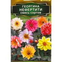 Семена цветов Георгина Нефертити, смесь сортов Золотая серия, Ц/П,0,3 г Семена цветов Георгина Нефертити, смесь сортов Золотая серия, Ц/П,0,3 г