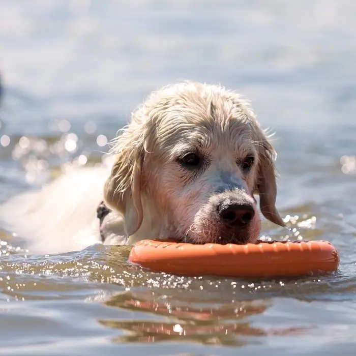 Кольцо &laquo;ДогЛайк&raquo; d=2611, 8-мигранное, большое, d=30.5 см, оранжевое