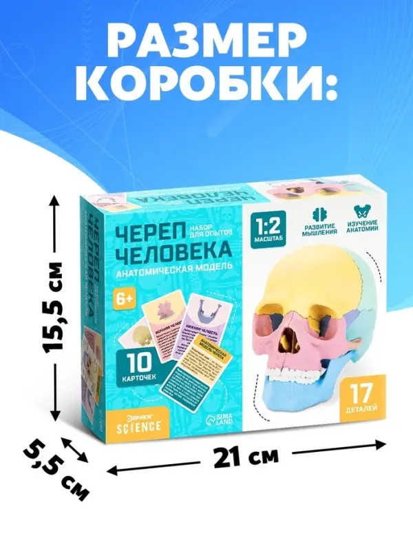 Набор для опытов &laquo;Череп человека&raquo;, анатомическая модель