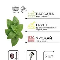 Семена Мелисса лекарственная &laquo;Мандариновый аромат&raquo;, 5 шт., &laquo;Аэлита&raquo;