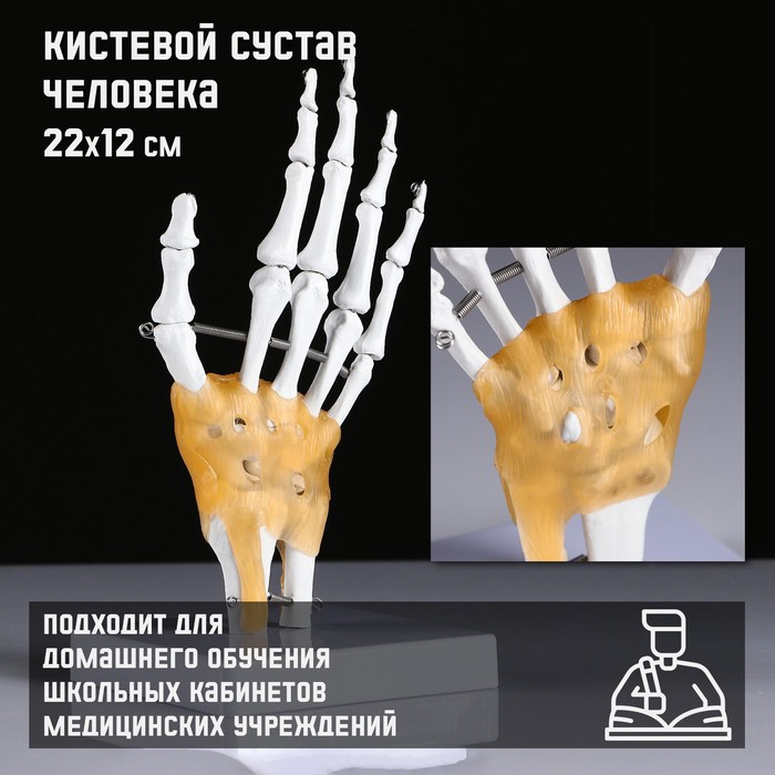 Макет  Макет "Кистевой сустав человека" 22*12см