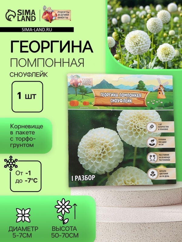 Георгина Помпонная «Сноуфлейк», клубелуковица в упаковке, р-р см, I, 1 шт.
