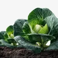 Семена Капуста &laquo;Вертю 1340&raquo;, 0.3 г, &laquo;Агросс&raquo;