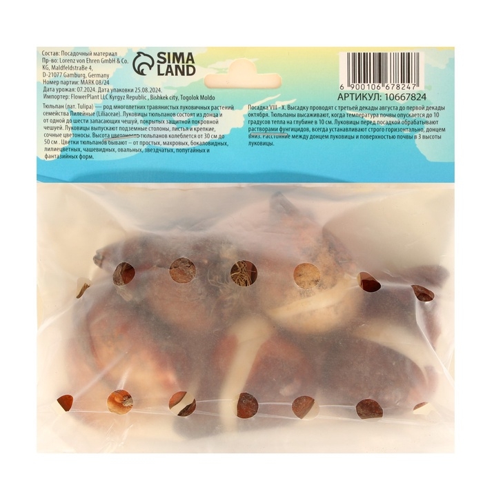 Тюльпан Триумф Негрита,  р-р 12+, 5 шт, Осень 2024 Тюльпан Триумф Негрита,  р-р 12+, 5 шт, Осень 2024