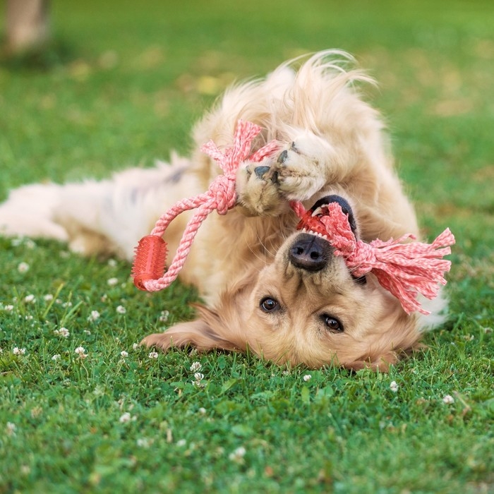 Игрушка канатная с жевательными элементами Игрушка канатная с жевательными элементами "Зубочистка", 45 см, микс цветов