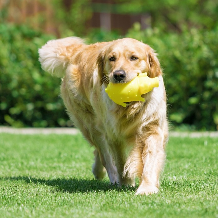 Игрушка пищащая Игрушка пищащая "Весёлая свинья" для собак, хрюкающая, 19 см, жёлтая