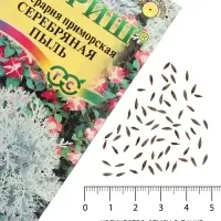 Семена цветов Цинерария приморская "Серебряная пыль", ц/п, 0,05 г