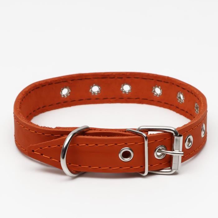 Ошейник кожаный однослойный, безразмерный, 56 х 2,5 см, ОШ  17-44 см, оранжевый Ошейник кожаный однослойный, безразмерный, 56 х 2,5 см, ОШ  17-44 см, оранжевый